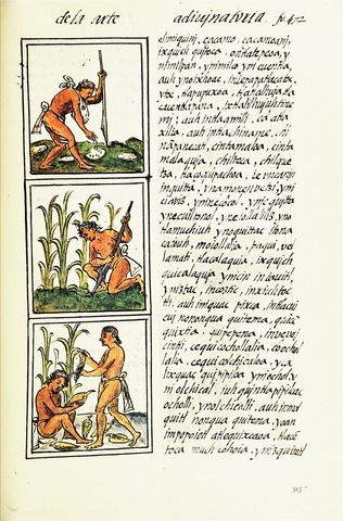 Representation of agriculture. Gary Francisco Keller, artwork created under supervision of Bernardino de Sahagún between 1540 and 1585. - The Digital Edition of the Florentine Codex. CC BY 3.0
